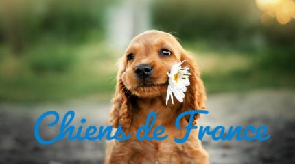 Visuel chiens de france