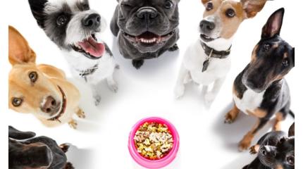 Fidanimo-journée-mondiale-chien