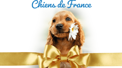 Chien de france