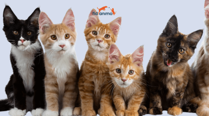 journée chat