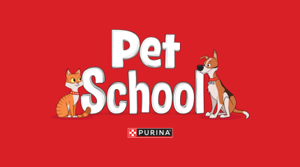 pet school